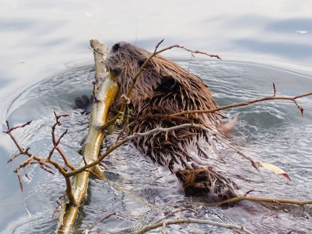 Beaver Creating His Dam, fluent frontier offers dam removal services and beaver management