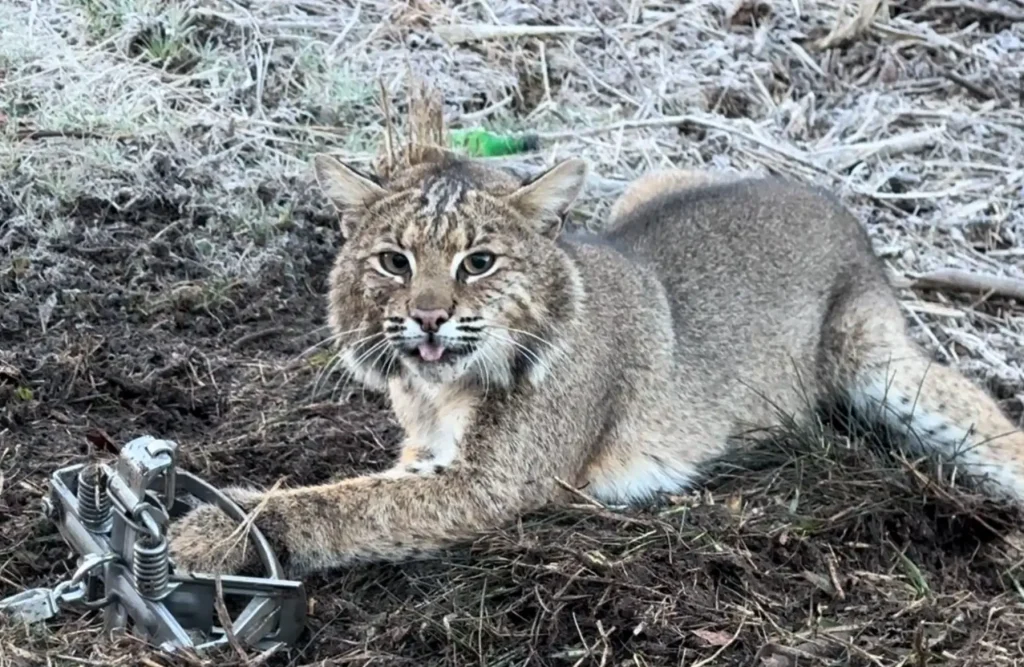 Predator Control on Hunting Land for land management with Fluent Frontier LLC