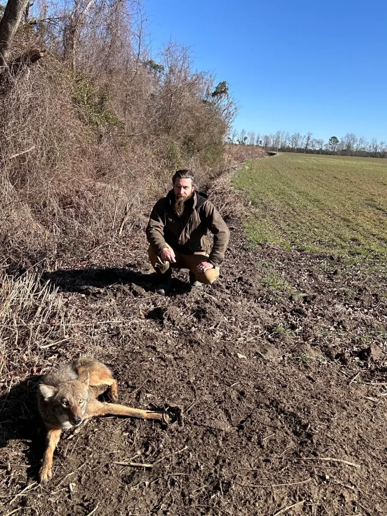 Management for predator control, coyote trapping, increase turkey population, north carolina trapping