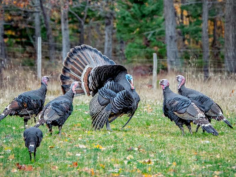 How North Carolina Landowners Can Increase Turkey Populations