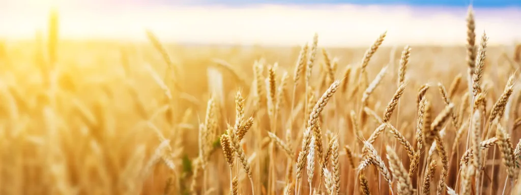 From Grain to Flour: Processing Wheat Berries