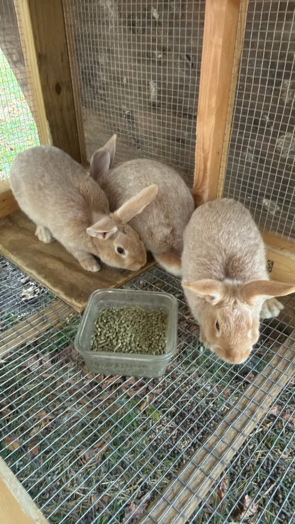 Homesteading Classes in North Carolina: Hands-On Learning at Frontier Fellowship