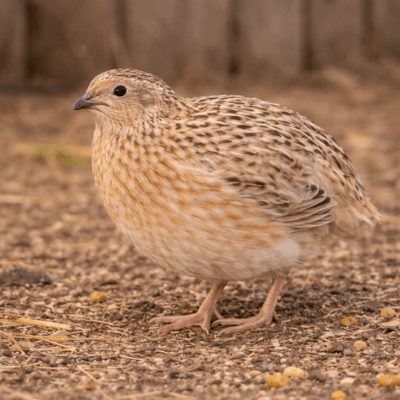 Coturnix Quail