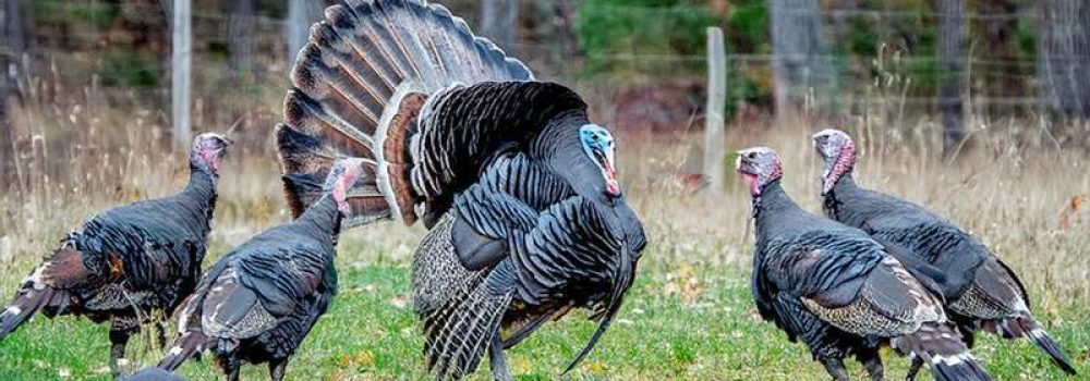 Boost Turkey Population Blog Post for Wildlife Management Services
